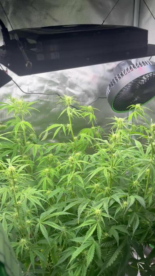Royal Jack Auto- RQS (my second grow!)