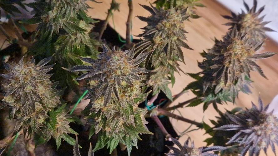 Ghost Train Haze