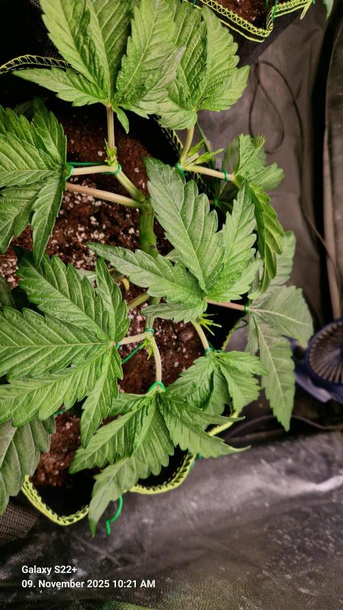 Wedding Cake. Week 5