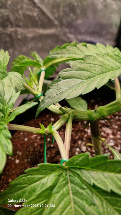 Wedding Cake. Week 5