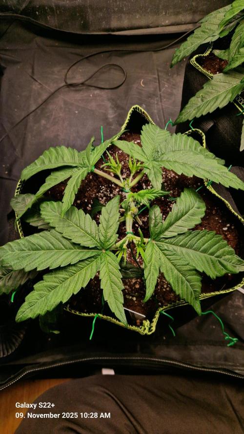 Bruce Banner 3. Week 5