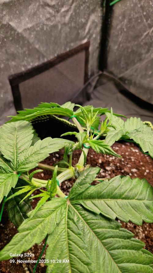 Bruce Banner 3. Week 5