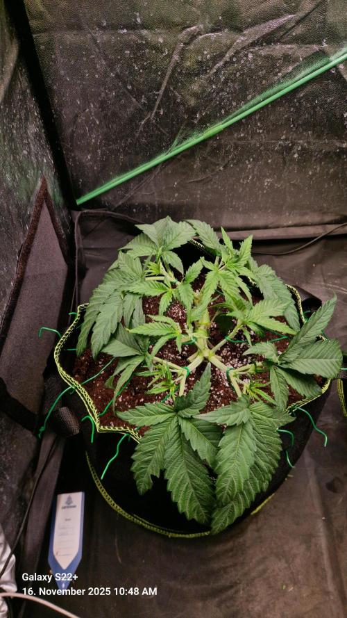 Bruce Banner 3. Week 6