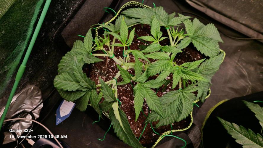 Bruce Banner 3. Week 6