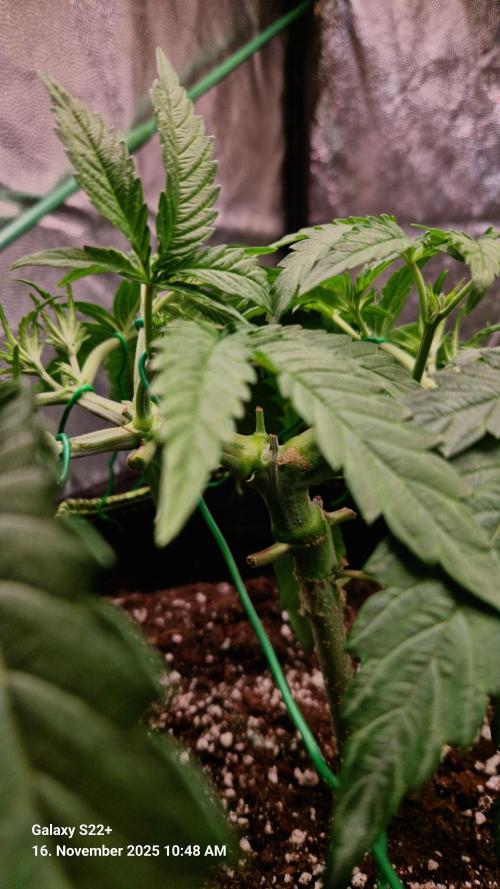 Bruce Banner 3. Week 6