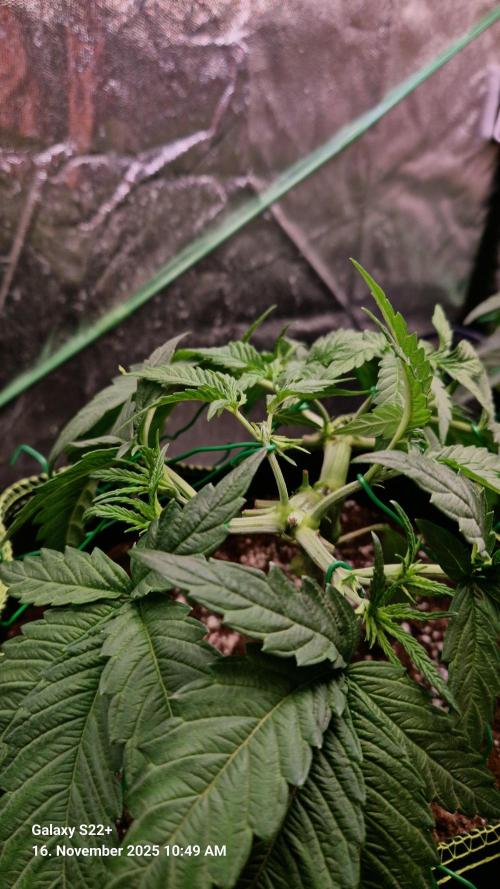 Bruce Banner 3. Week 6