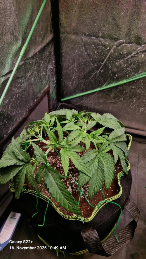 Bruce Banner 3. Week 6