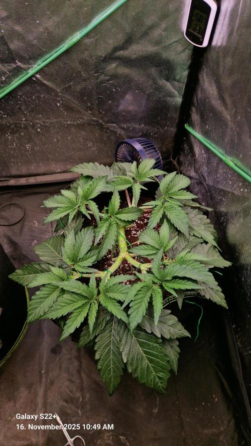 Wedding Cake. Week 6