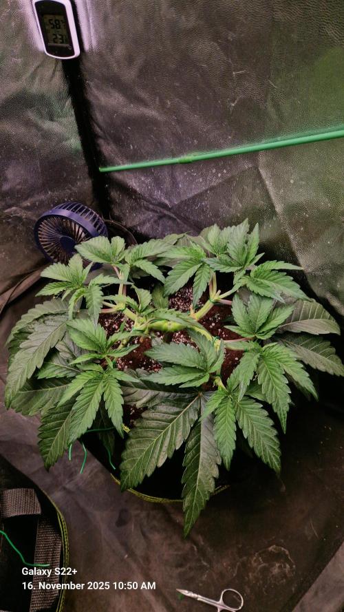 Wedding Cake. Week 6