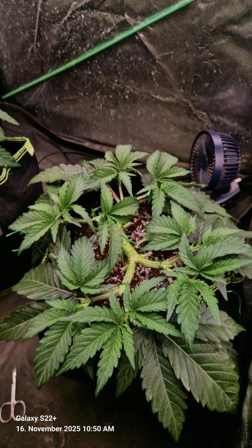 Wedding Cake. Week 6