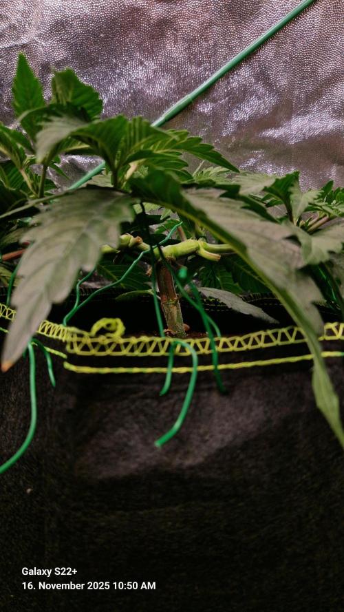 Wedding Cake. Week 6