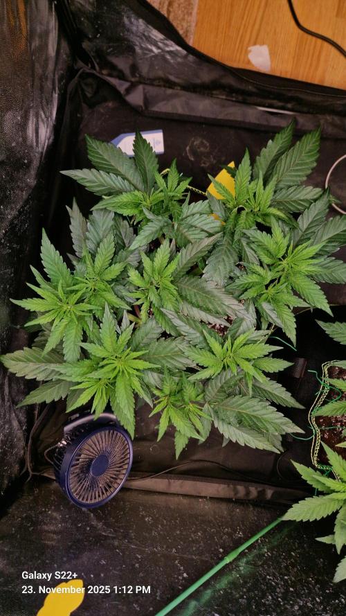 Wedding Cake. Week 7