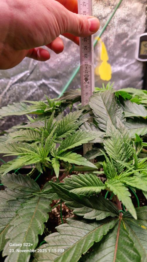 Wedding Cake. Week 7