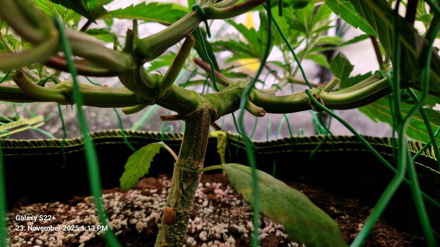 Wedding Cake. Week 7