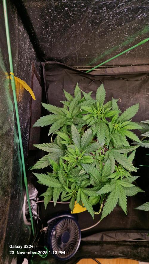 Bruce Banner 3. Week 7