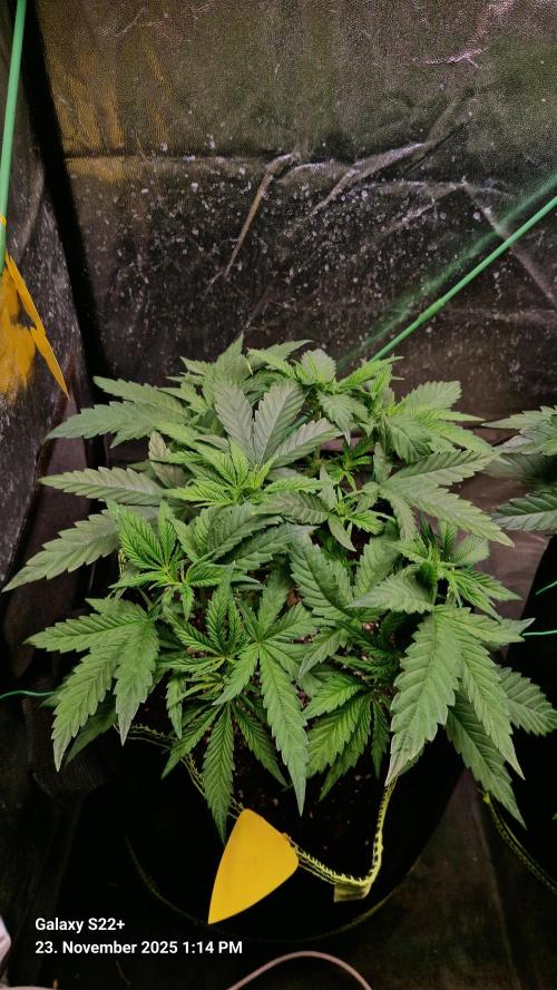 Bruce Banner 3. Week 7