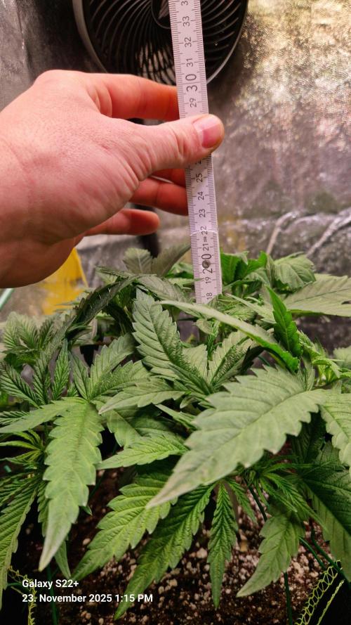 Bruce Banner 3. Week 7