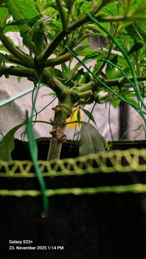 Bruce Banner 3. Week 7