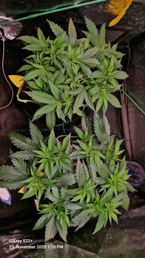 Bruce Banner 3. Week 7