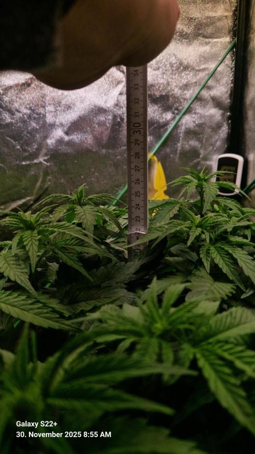 Wedding Cake. Week 8