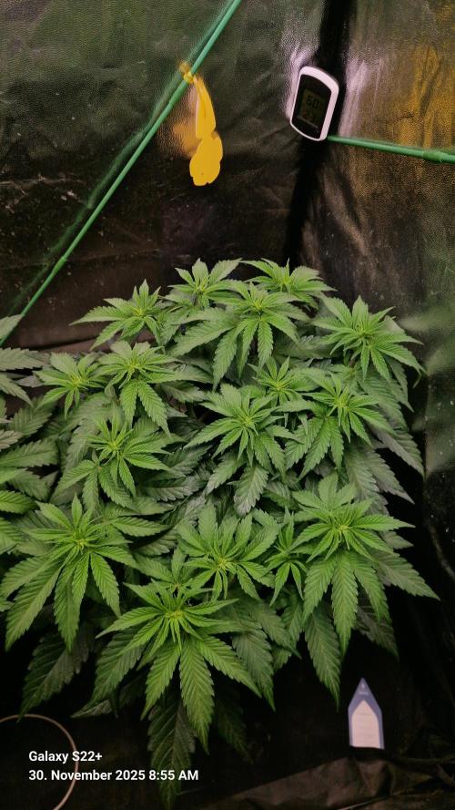 Wedding Cake. Week 8