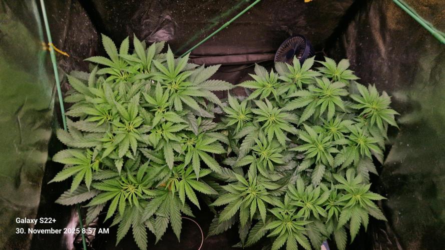 Bruce Banner 3. Week 8