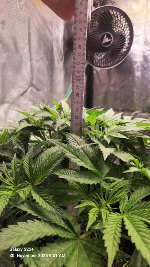 Bruce Banner 3. Week 8