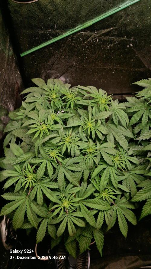 Bruce Banner 3. Week 9