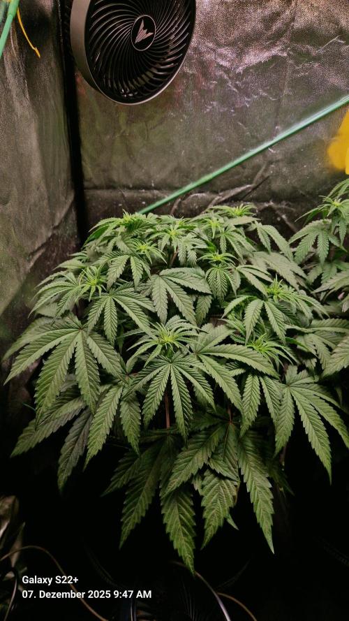 Bruce Banner 3. Week 9