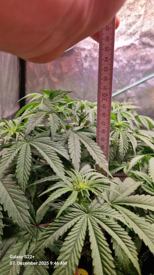 Bruce Banner 3. Week 9