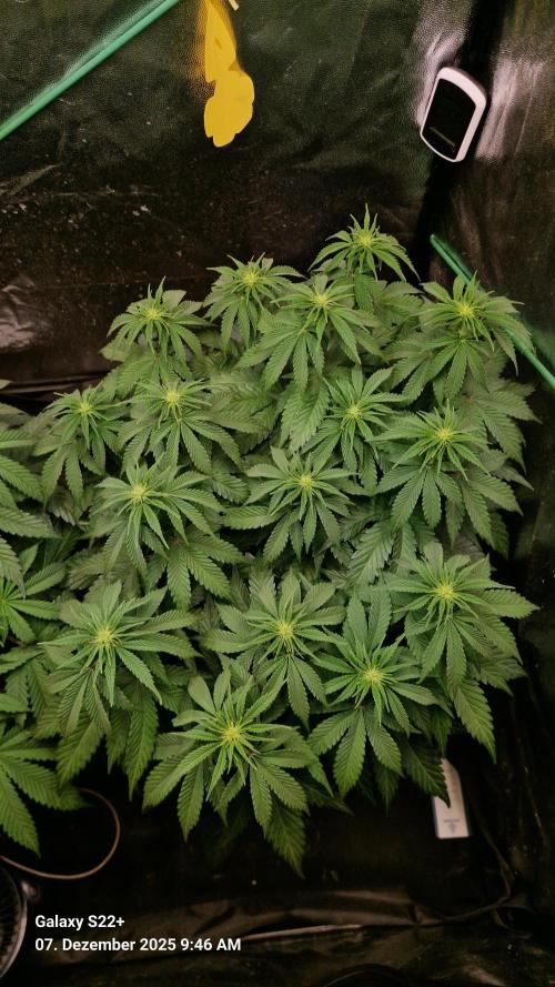 Wedding Cake. Week 9