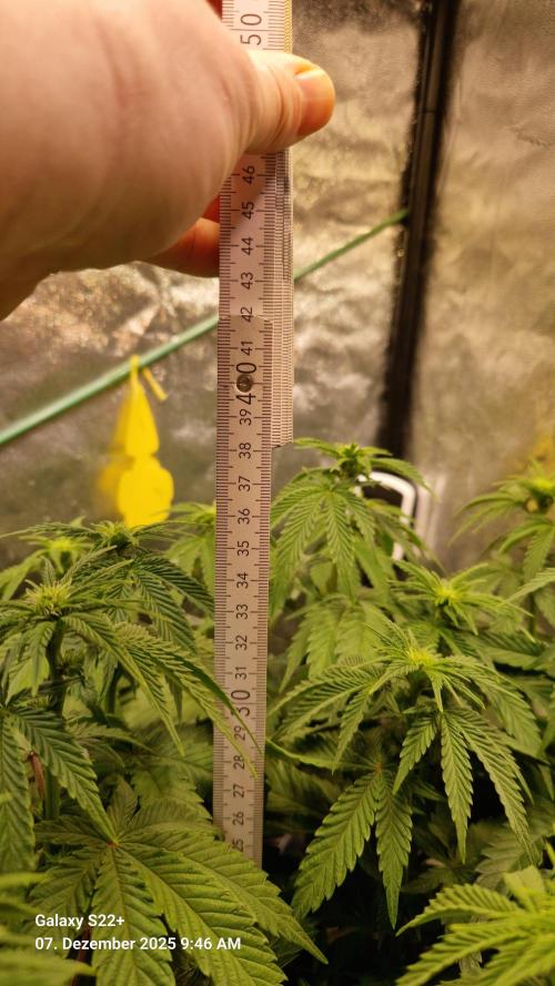 Wedding Cake. Week 9