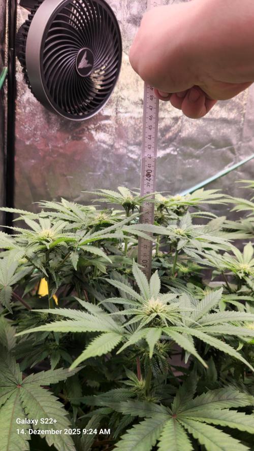 Bruce Banner 3. Week 10