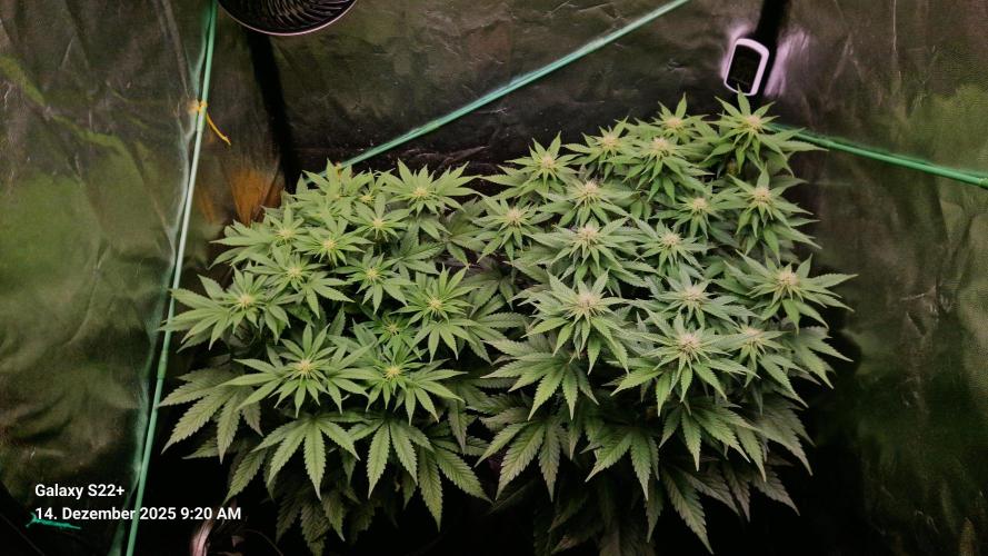 Wedding Cake. Week 10