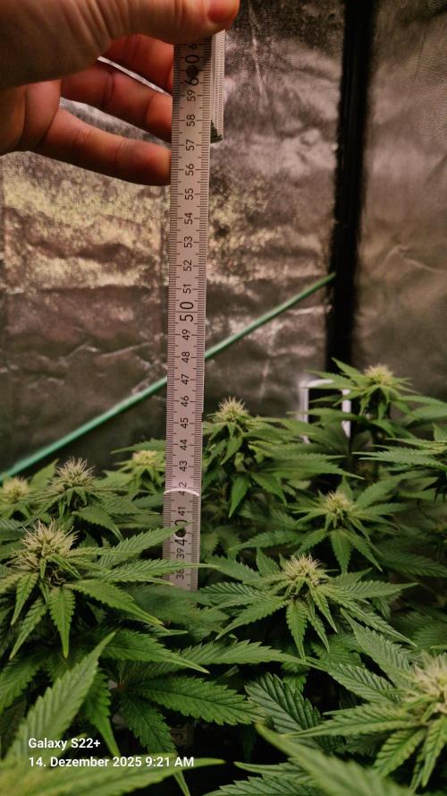 Wedding Cake. Week 10
