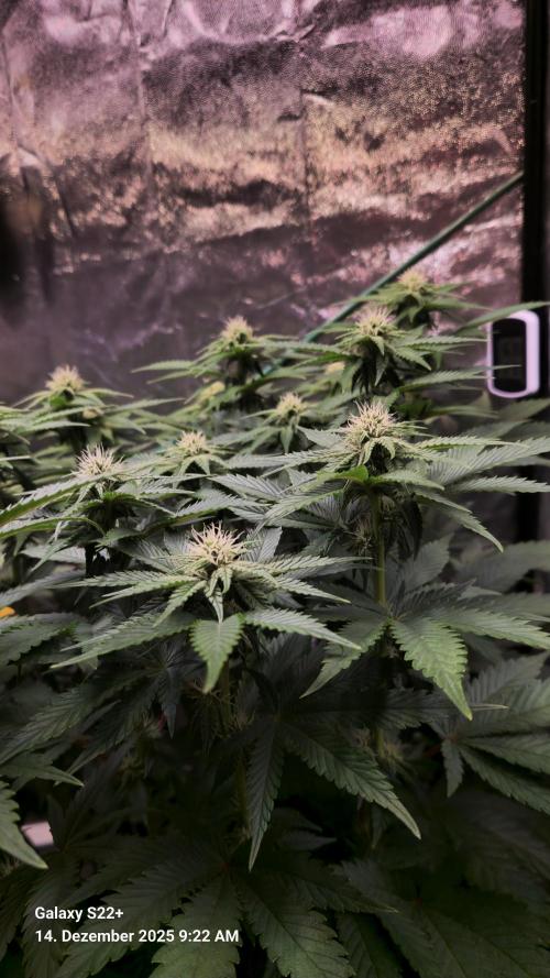 Wedding Cake. Week 10