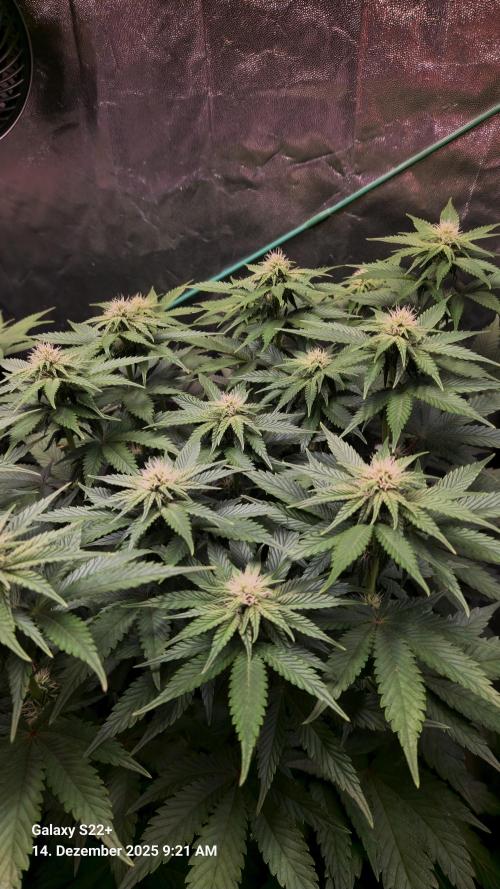 Wedding Cake. Week 10