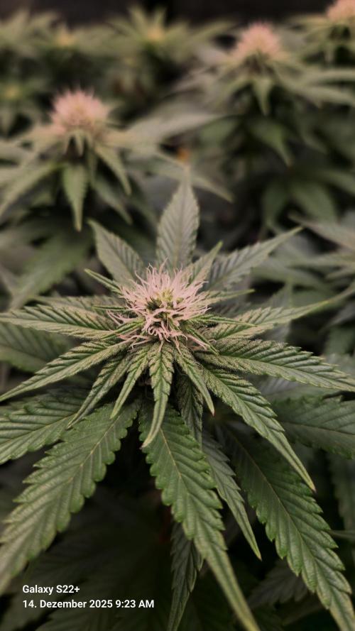 Wedding Cake. Week 10