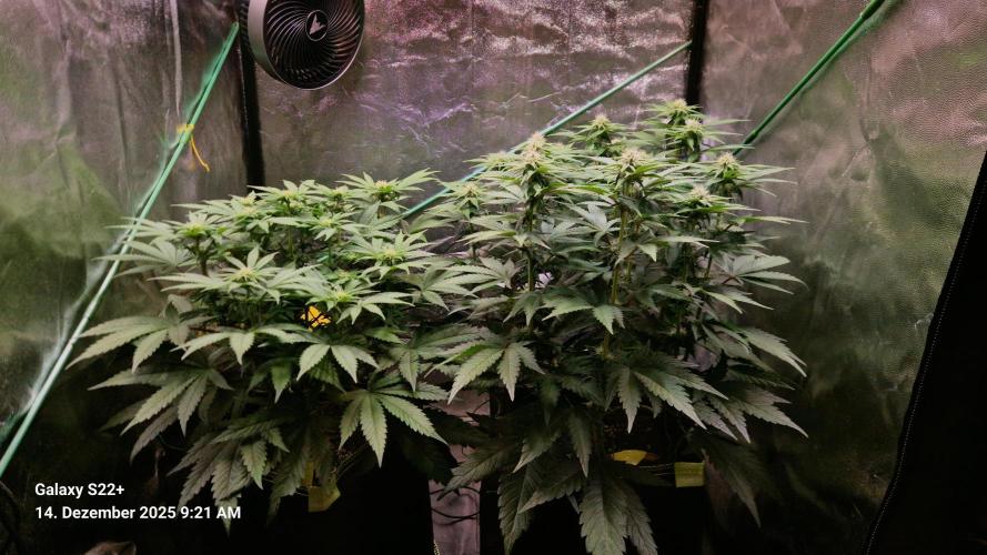 Wedding Cake. Week 10