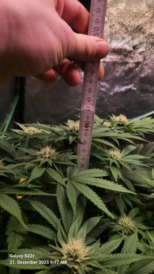 Bruce Banner 3. Week 11