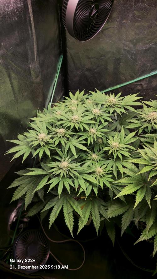 Bruce Banner 3. Week 11