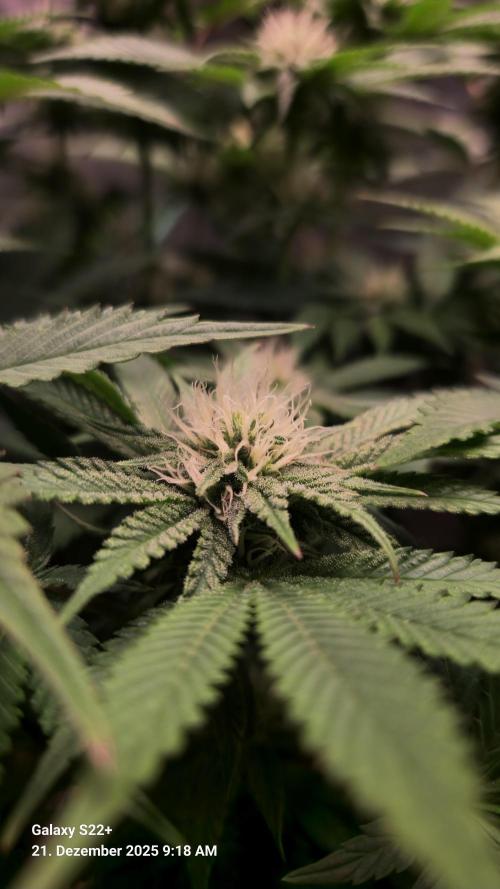 Bruce Banner 3. Week 11