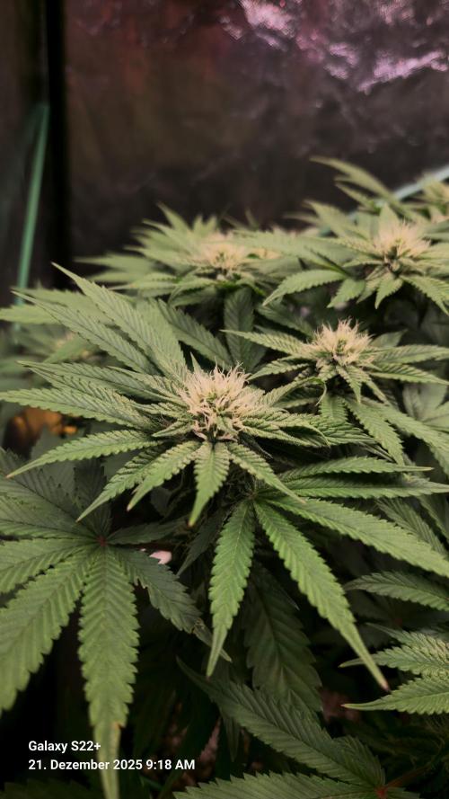 Bruce Banner 3. Week 11