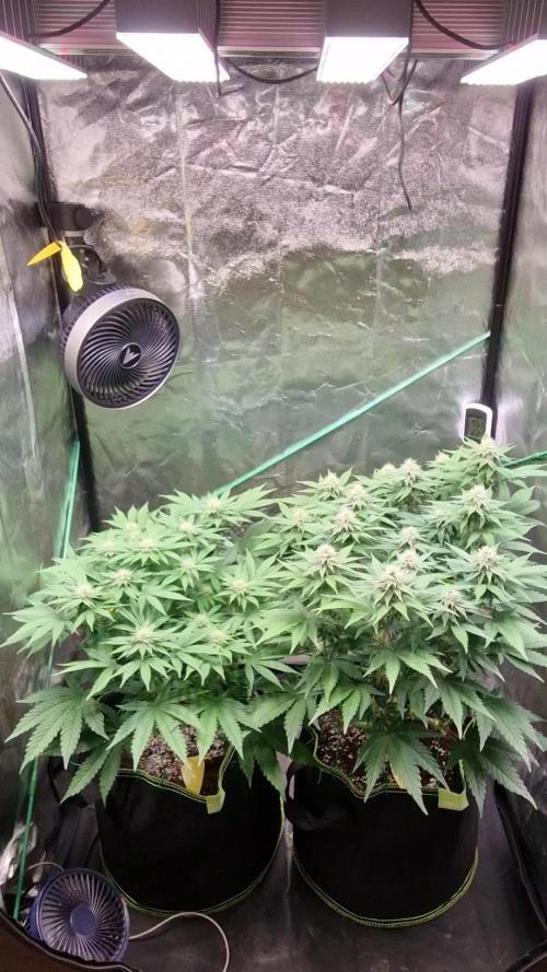 Bruce Banner 3