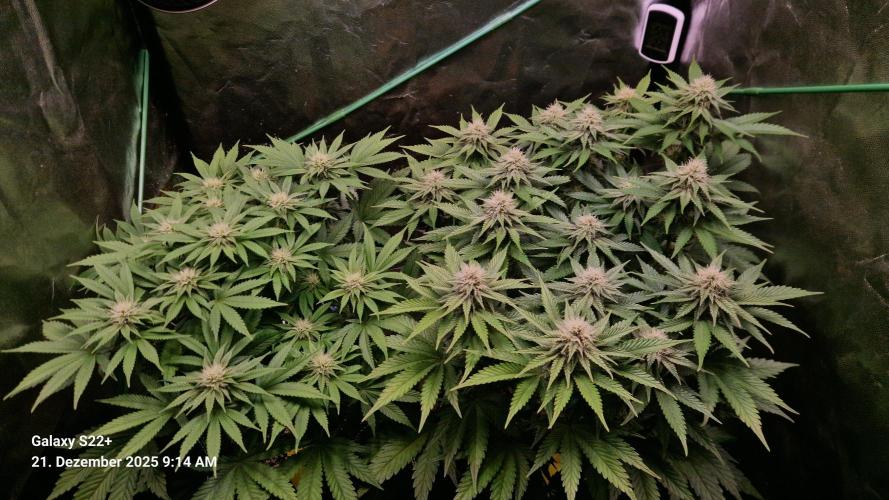 Wedding Cake. Week 11