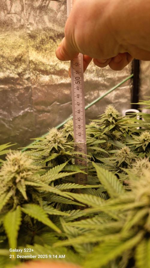 Wedding Cake. Week 11