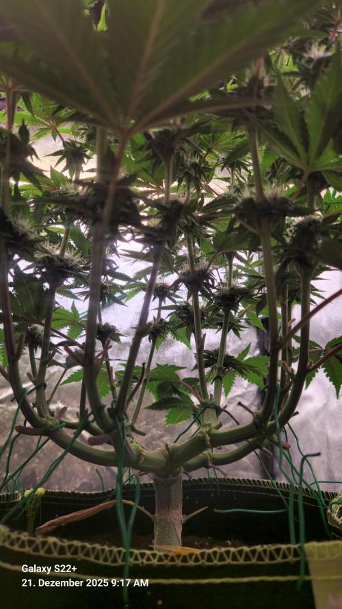 Wedding Cake. Week 11