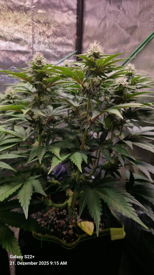 Wedding Cake. Week 11