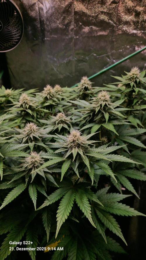 Wedding Cake. Week 11