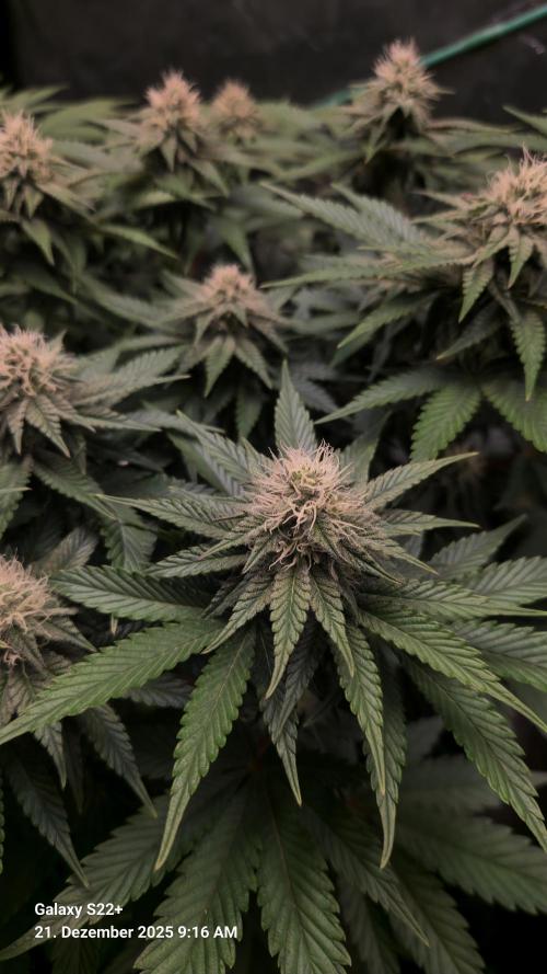 Wedding Cake. Week 11